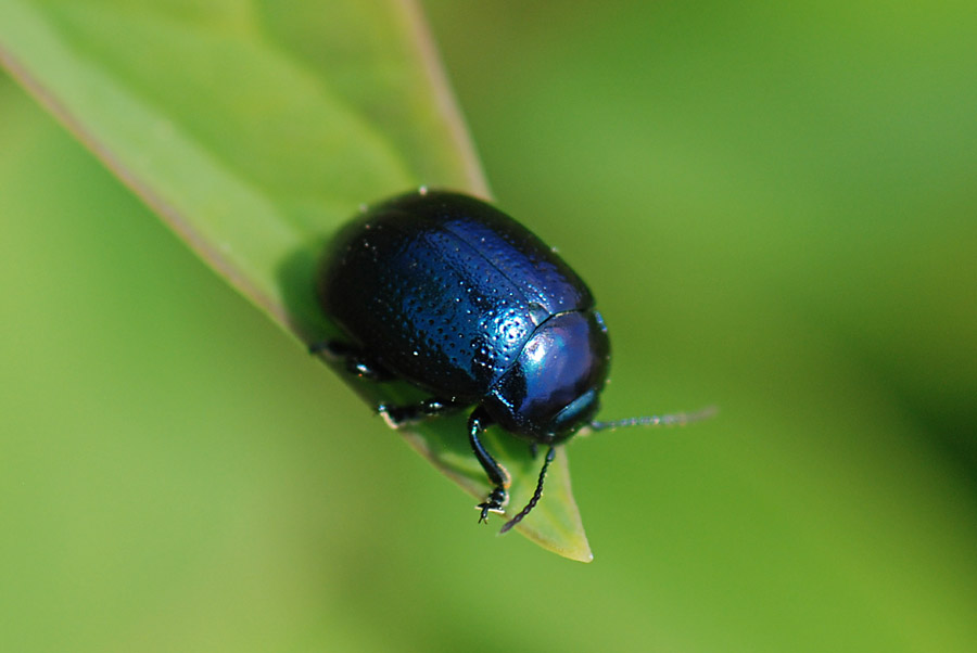 Chrysolina cfr oricalcia (Chrysomelidae)